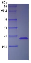 SDS-PAGE (FGF1-564H).jpg